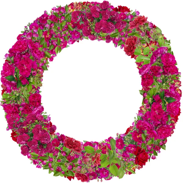 İzole pembe Gül fotoğraf çerçevelemek yuvarlak