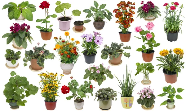 Conjunto de plantas domésticas y flores de interior — Foto de Stock