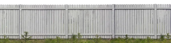 Young fir trees and gray fence — Stock Photo, Image