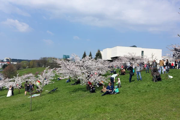 Pink Cherry stromy, květy — Stock fotografie