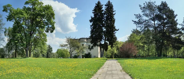 Jarní dandelionové louky ve městě — Stock fotografie