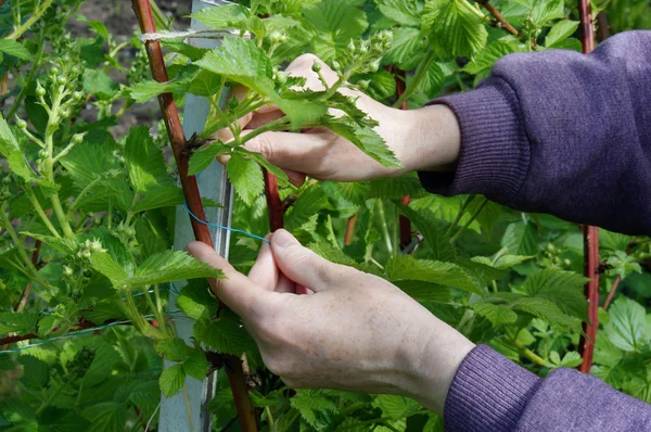 Les mains de l'agriculteur attachent soigneusement les branches de printemps douces de — Photo