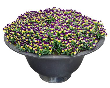 Pansies bir metal sokak saksı içinde büyümek