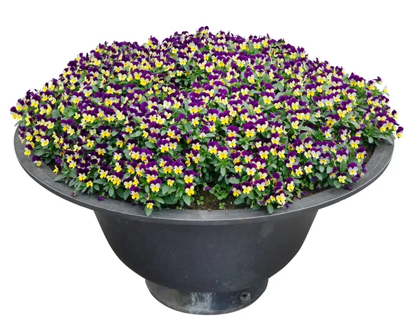 Pansies växa i en metall gata blomkruka — Stockfoto