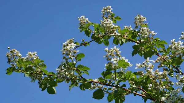 Trädgård blackberry börjar blomma i juni — Stockfoto