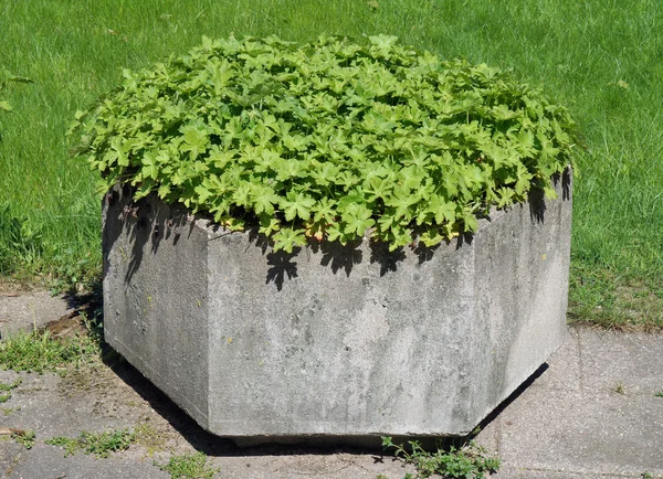 Vintage concrete park flowerpot — Stock Photo, Image