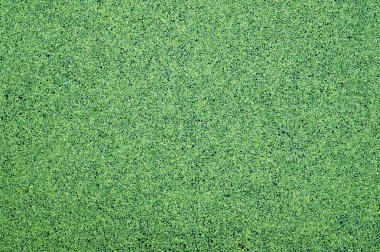 Yeşil Duckweed doğa arka plan