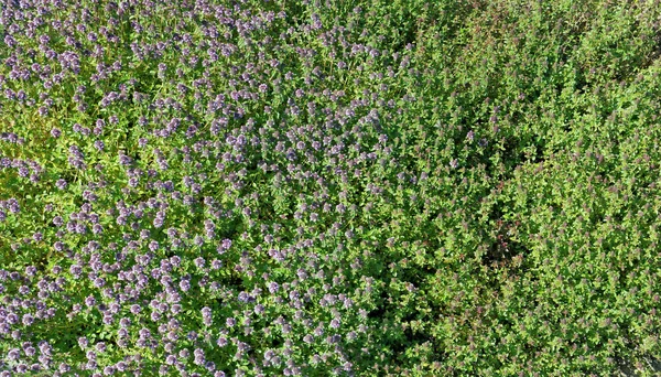 Timjan (Oregano) ovanifrån bakgrund — Stockfoto