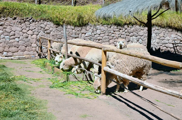 Peruvian mountain lamas — Stock Photo, Image