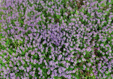 Bitki baharat kekik (kekik)