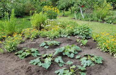Güzel bir bahçe parçası