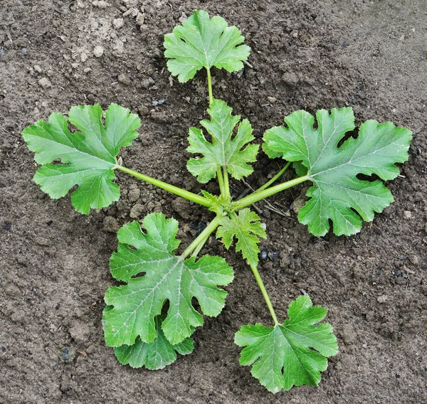 Impianto giovane di un midollo di giardino — Foto Stock