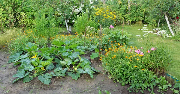 Odling av vegetabiliska märg — Stockfoto