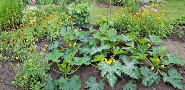 The blossoming bushes of July garden vegetable marrows — Stock Photo, Image