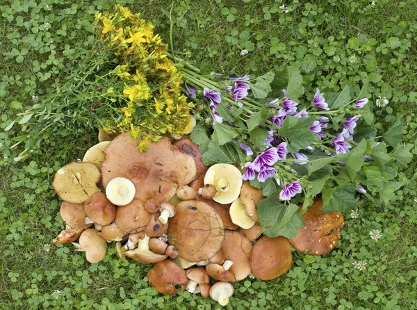 Fresh mushrooms and bouquets of medicinal flowers — Stock Photo, Image