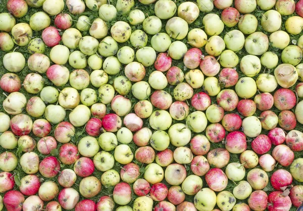 Las manzanas se encuentran en un césped verde hierba — Foto de Stock