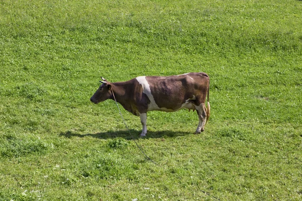 Sick bony cow — Stock Photo, Image