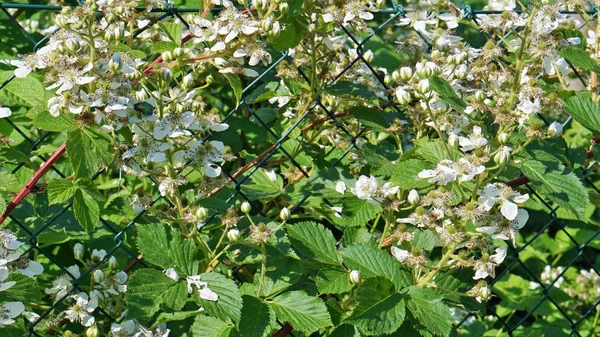 Bloeiende tuin blackberry — Stockfoto