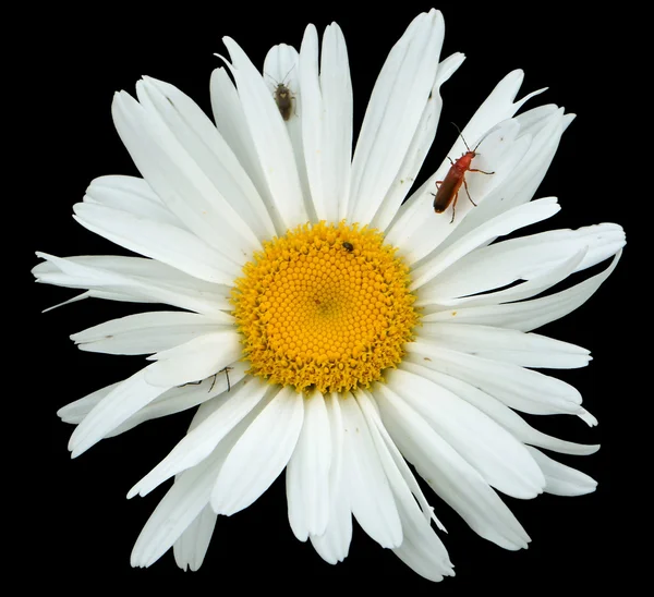 Bugs attack on daisy — Stock Photo, Image