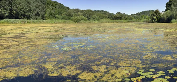 Algas amarelas atacam o lago da floresta — Fotografia de Stock