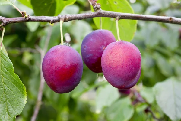 Rain drops on three ripe plums — Stock Photo, Image