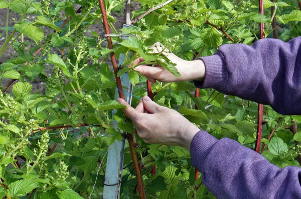 Händerna på bonden binda noga upp grenar av blackberry — Stockfoto