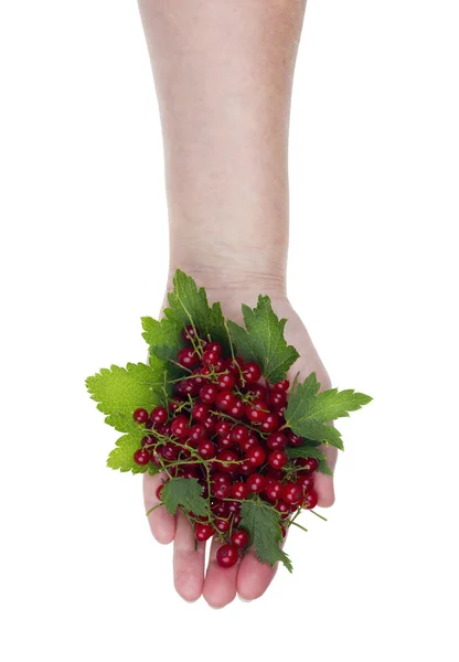 Crop of red garden berries — Stock Photo, Image
