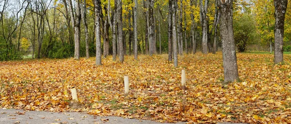 Ruelle Érable Dans Parc Automne Vieille Ville Paysage Panoramique — Photo