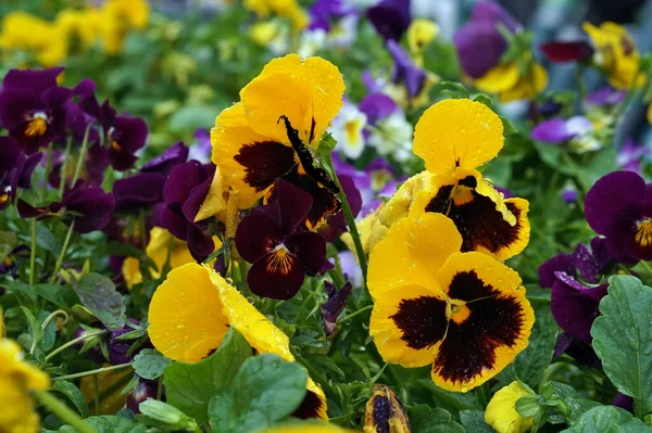 Yellow pansies flowers after rain  on flower  bed