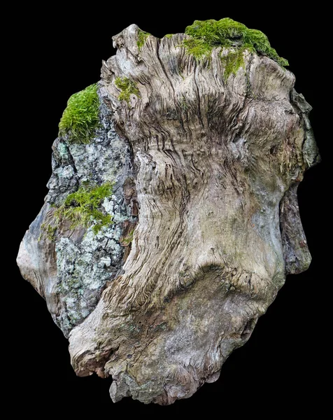 Rostlina Starém Stromě Vypadá Jako Ošklivá Stará Tvář Izolováno Černé — Stock fotografie