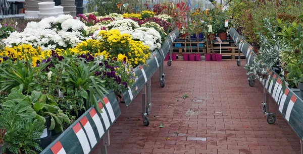 店内には秋の花や植物が飾られています — ストック写真