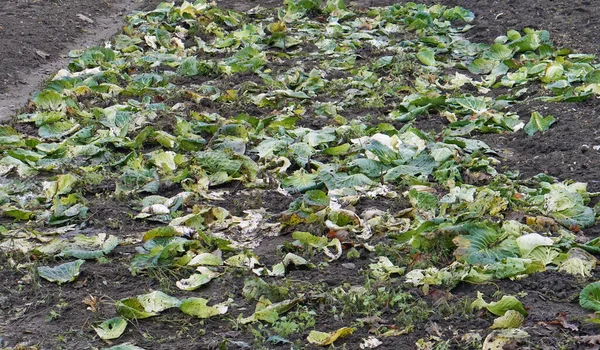 Folhas Raízes Permanecem Campo Após Colheita Repolho — Fotografia de Stock