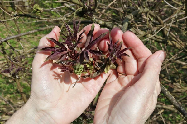 Mujer Suavemente Sostiene Unas Ramitas Primavera Con Brotes Florecientes Hojas — Foto de Stock