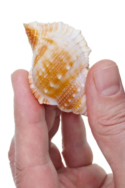 Marine Biologist Hold Shell Underwater Mollusk Isolated White — Stock Photo, Image