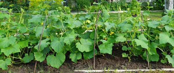 Vegetable bed with young cucumber plants near a rural  house