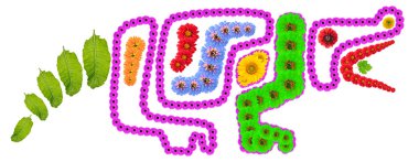 Tehlikenin sembolü çiçeklerden yapılmış bir timsah gibi. El yapımı fotoğraf kolajını izole ettim