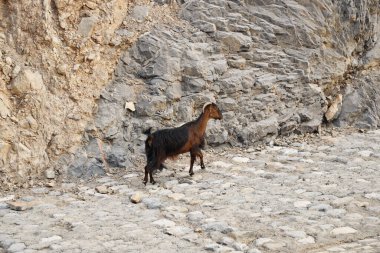 Yalnız bir keçi kayalık bir dağ yolunda yürüyor. 