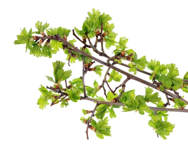 Spring April Forest Thorny Hawthorn Leaves Buds Isolated White Studio — Stock Photo, Image