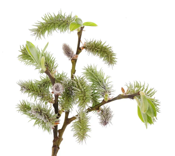 Spring April Alder Tree Leaves Buds Isolated White Studio Macro — Stock Photo, Image