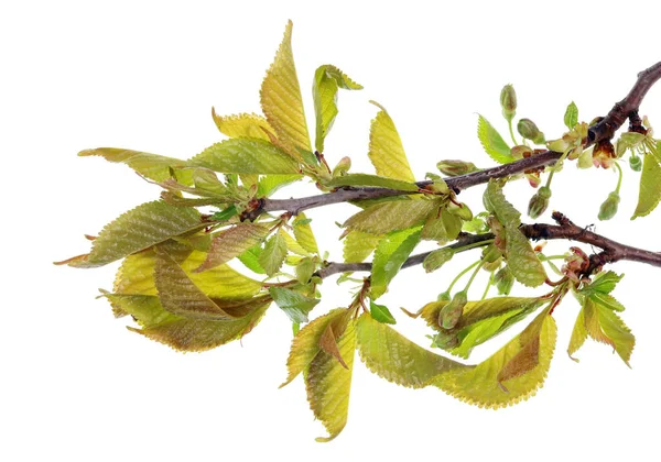 Printemps Avril Bourgeons Feuilles Prunier Isolé Sur Macro Studio Blanc — Photo