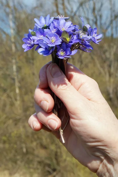 Une Femme Âgée Tient Main Une Première Forêt Printemps Fleurs — Photo