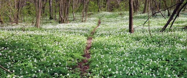 Tusentals Vita Snödroppar Blommar Vårskogens Panoramalandskap — Stockfoto