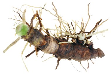 Bahçe çiçeğinin kökü bir böceğe benziyor. İzole edilmiş makro