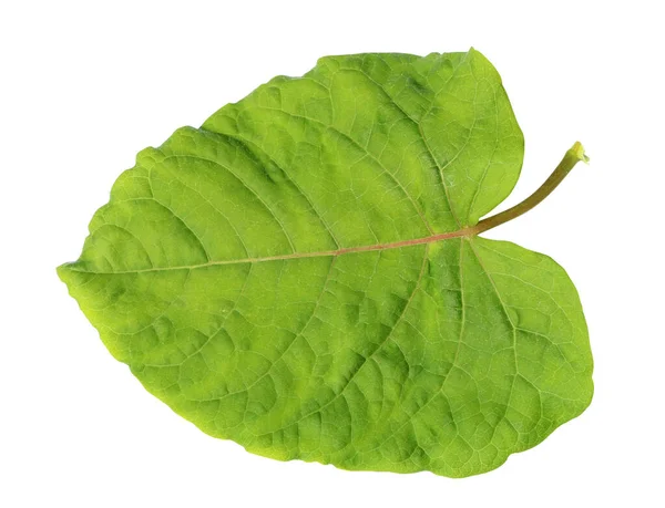 Folha Primavera Verde Uma Planta Angelica Isolado Macro Branca — Fotografia de Stock