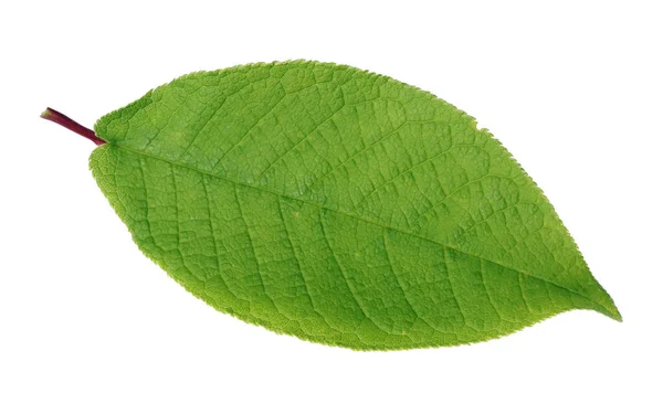 Hoja Primavera Verde Arbusto Forestal Aislado Macro Blanco — Foto de Stock