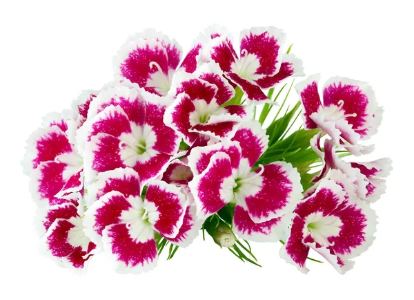 Red Stripped Summer Carnations Flowers Macro Isolated — Stock Photo, Image