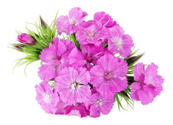 Lila Sommar Nejlikor Blommor Makro Isolerad — Stockfoto