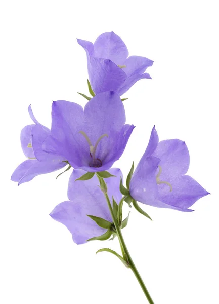 Blue Bells Wildflowers Summer July Meadow Isolated White Macro — Stock Photo, Image