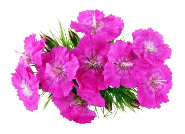 Lila Sommar Nejlikor Blommor Makro Isolerad — Stockfoto