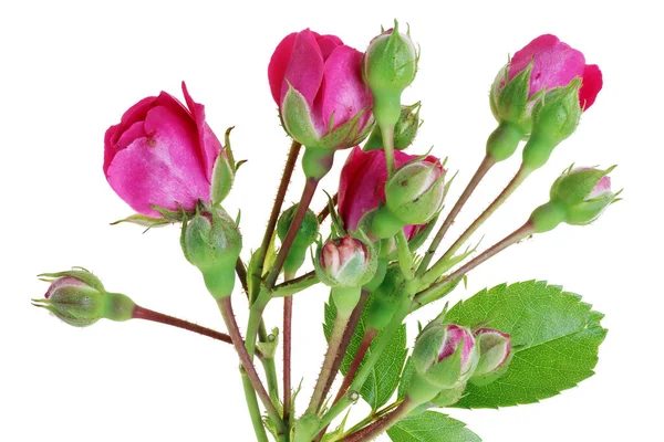 Sommarkvistar Trädgårdsrosor Med Små Rosa Knoppar Isolerad Vit Studio Makro — Stockfoto